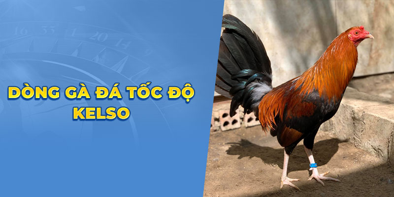 Dòng gà đá tốc độ Kelso