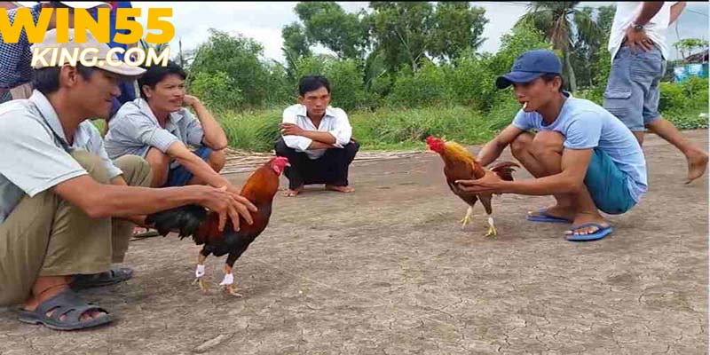 Hoạt động đá gà miền Tây không chỉ là một trò chơi